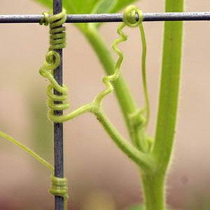 Bagaimana caranya sulur pada tanaman merambat bisa menggenggam obyek lain  di sekitarnya? - Quora