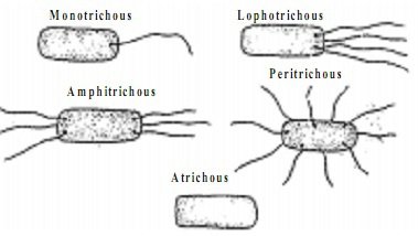 Apa itu bakteri Lofotrik? - Quora