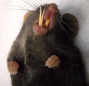 Mengapa tikus suka menggigit kabel? - Quora