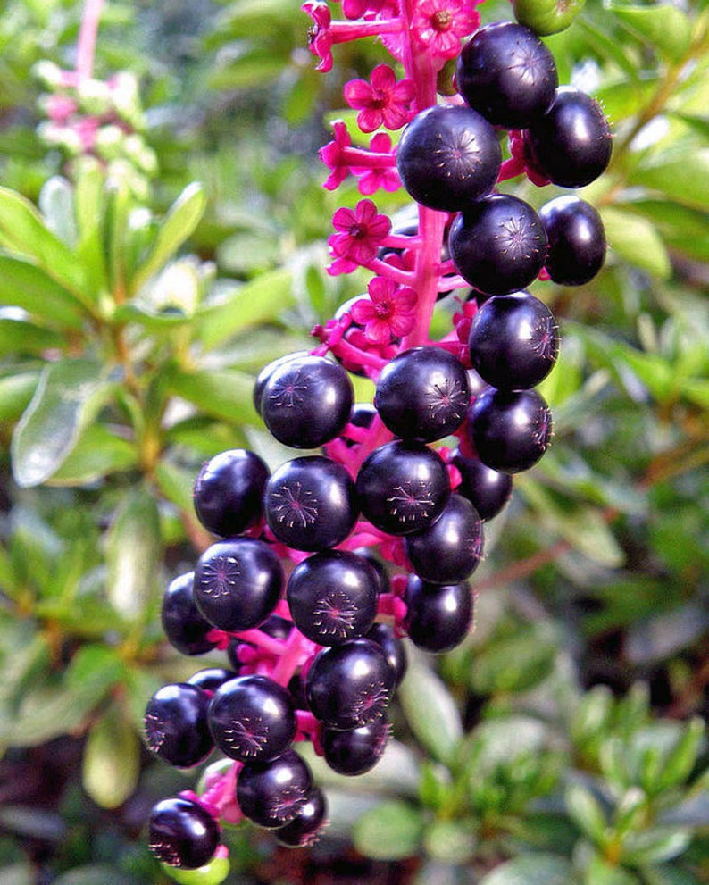 Apakah buah hornbeam beracun? - Quora