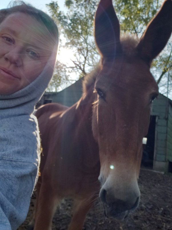 Bagaimana cara menjelaskan perbedaan antara bagal dan kuda - Quora