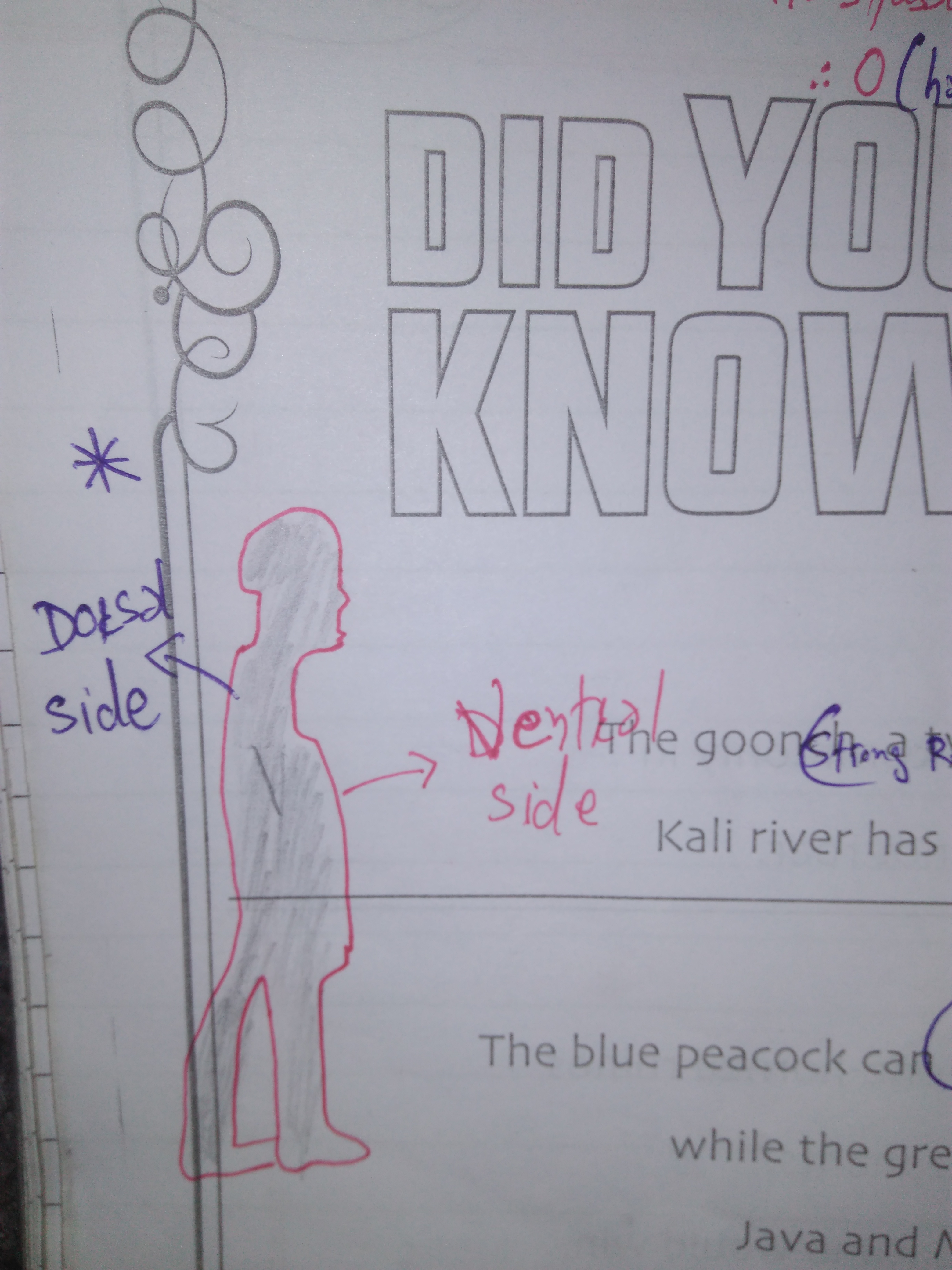 Apa perbedaan antara perut dan punggung? - Quora