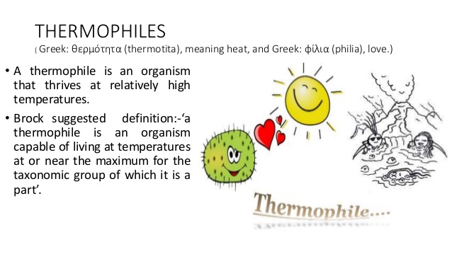 Apa itu termofil? - Quora