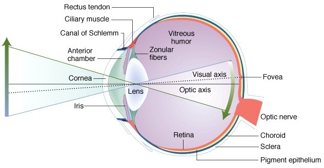 Apa bedanya dengan makula lutea dan bagian retina lainnya? - Quora