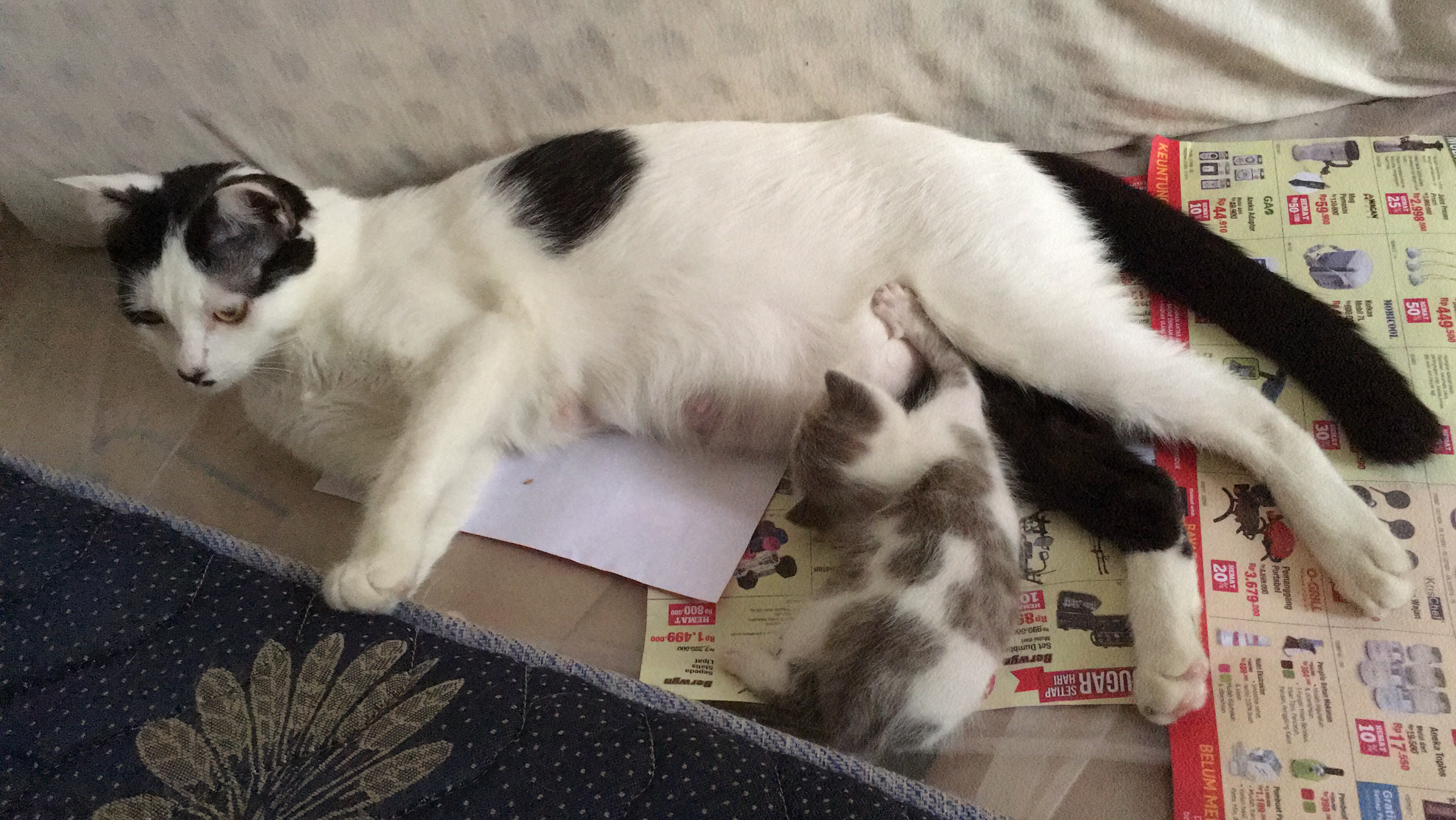 Apa penyebab induk kucing tidak mau menyusui anaknya setelah melahirkan? -  Quora