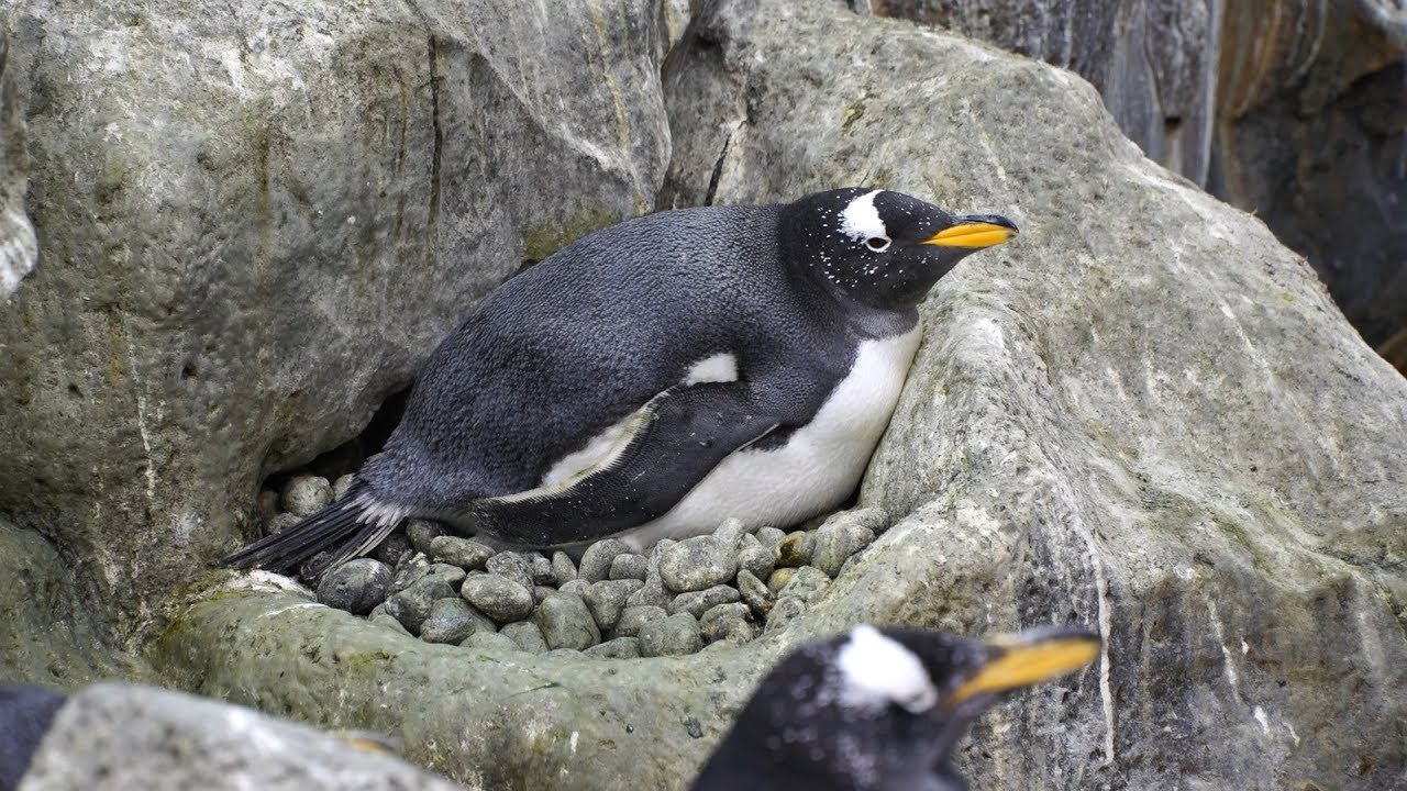 Mengapa Penguin mengumpulkan kerikil? - Quora