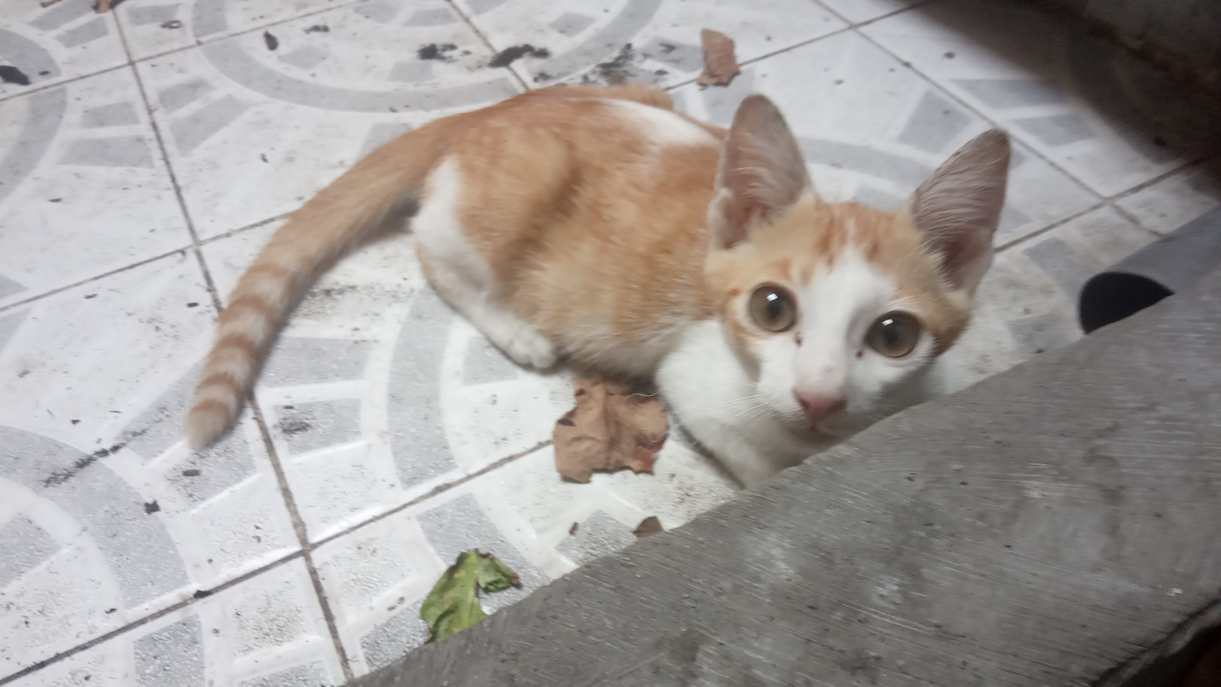 Mengapa tubuh kucing baik-baik saja setelah makan duri ikan? - Quora