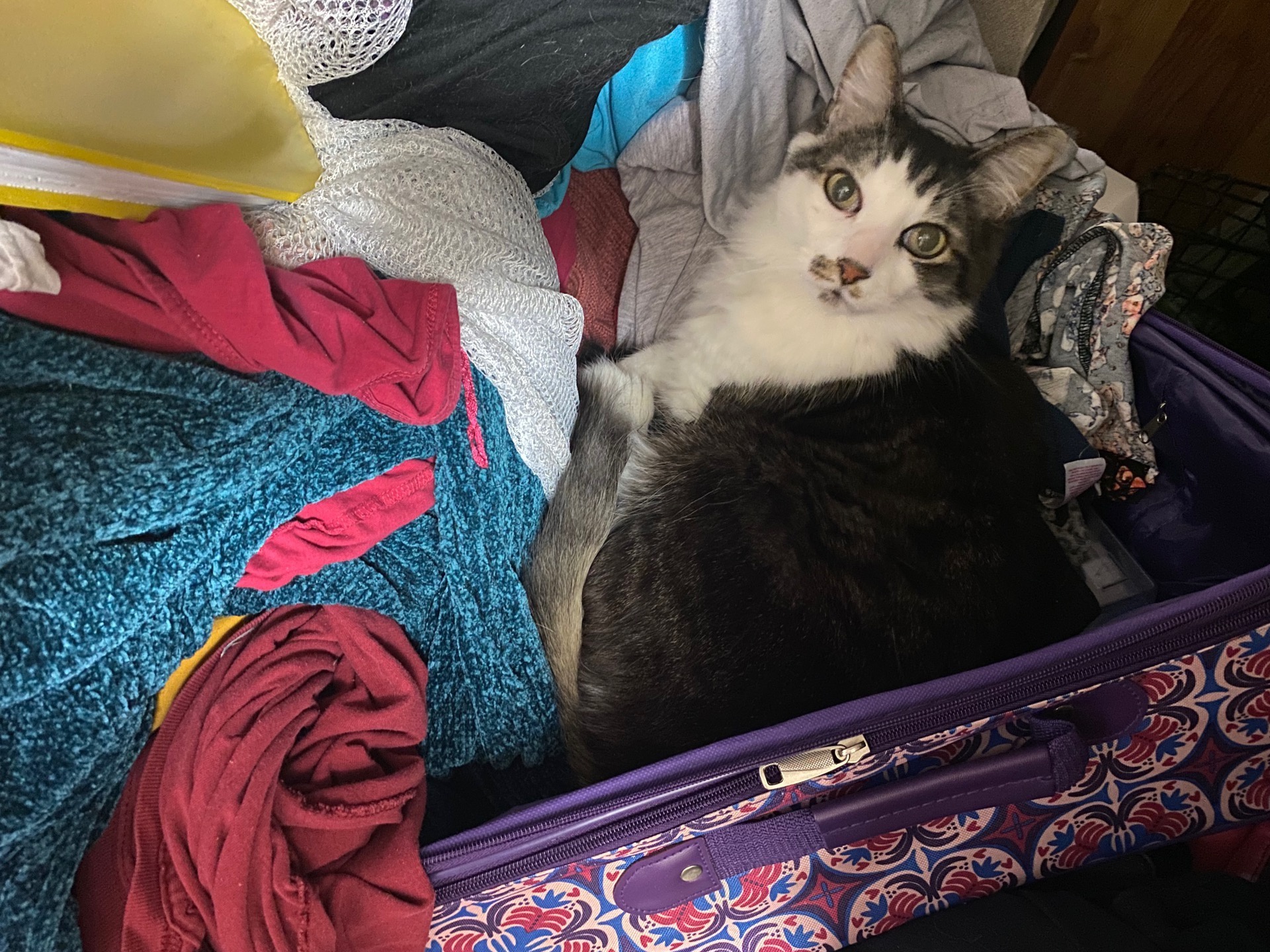 Apa peringatan terbesar yang bisa diberikan kucing Anda kepada Anda? - Quora