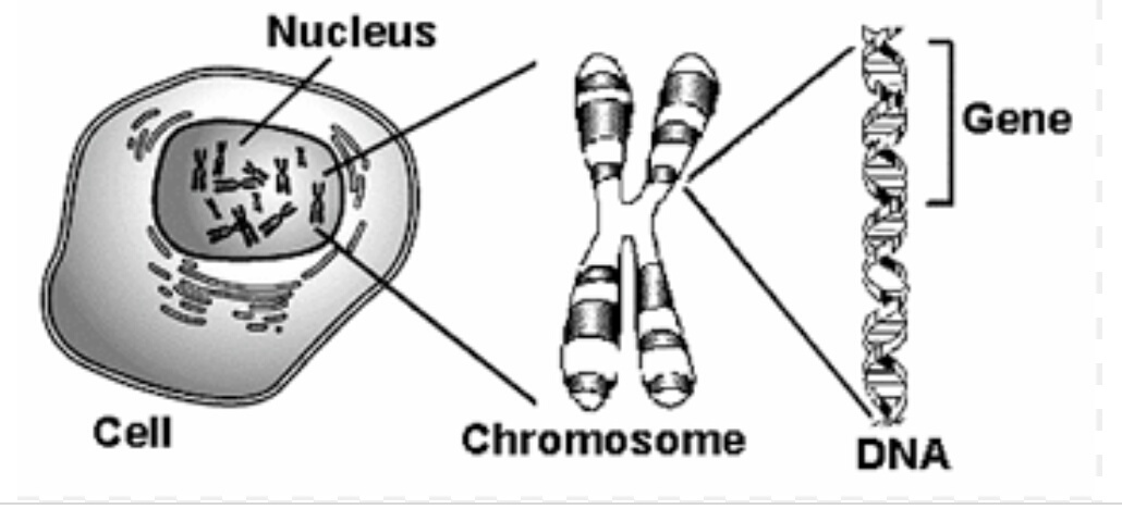 Apa itu gen? Di mana mereka ditemukan? Apa fungsi mereka? - Quora