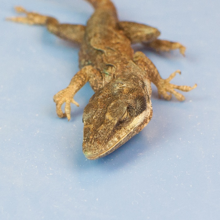 Apakah bahan pengawet binatang yang ampuh supaya bisa dijadikan pajagan? -  Quora