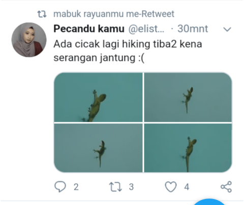 Mengapa ada cicak yang tiba-tiba mati tapi masih dalam keadaan menempel di  dinding? - Quora
