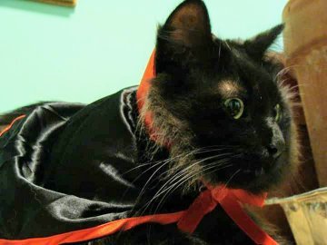 Mungkinkah anak kucing kerasukan setan? - Quora