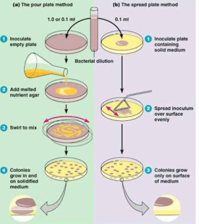 What is the difference in the number of bacteria between the spread plate  technique and the pour plate? - Quora