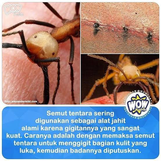 Mengapa semut suka tiba-tiba menggigit kita, padahal kita tidak menjahati  mereka? Apakah mereka iseng atau mengira kita makanan yang besar dan  terlihat enak bisa dicuil dibawa ke rumahnya bagi-bagi sama rombongannya? -