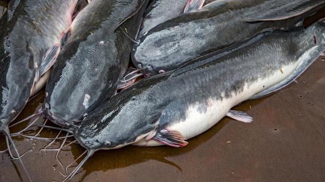 Mengapa ikan lele di Indonesia kecil-kecil sementara jenis ikan lele di  luar negeri besar-besar? - Quora