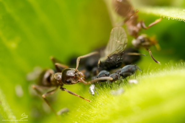 Apa foto paling menuntut secara teknis yang pernah Anda ambil dan mengapa?  - Quora