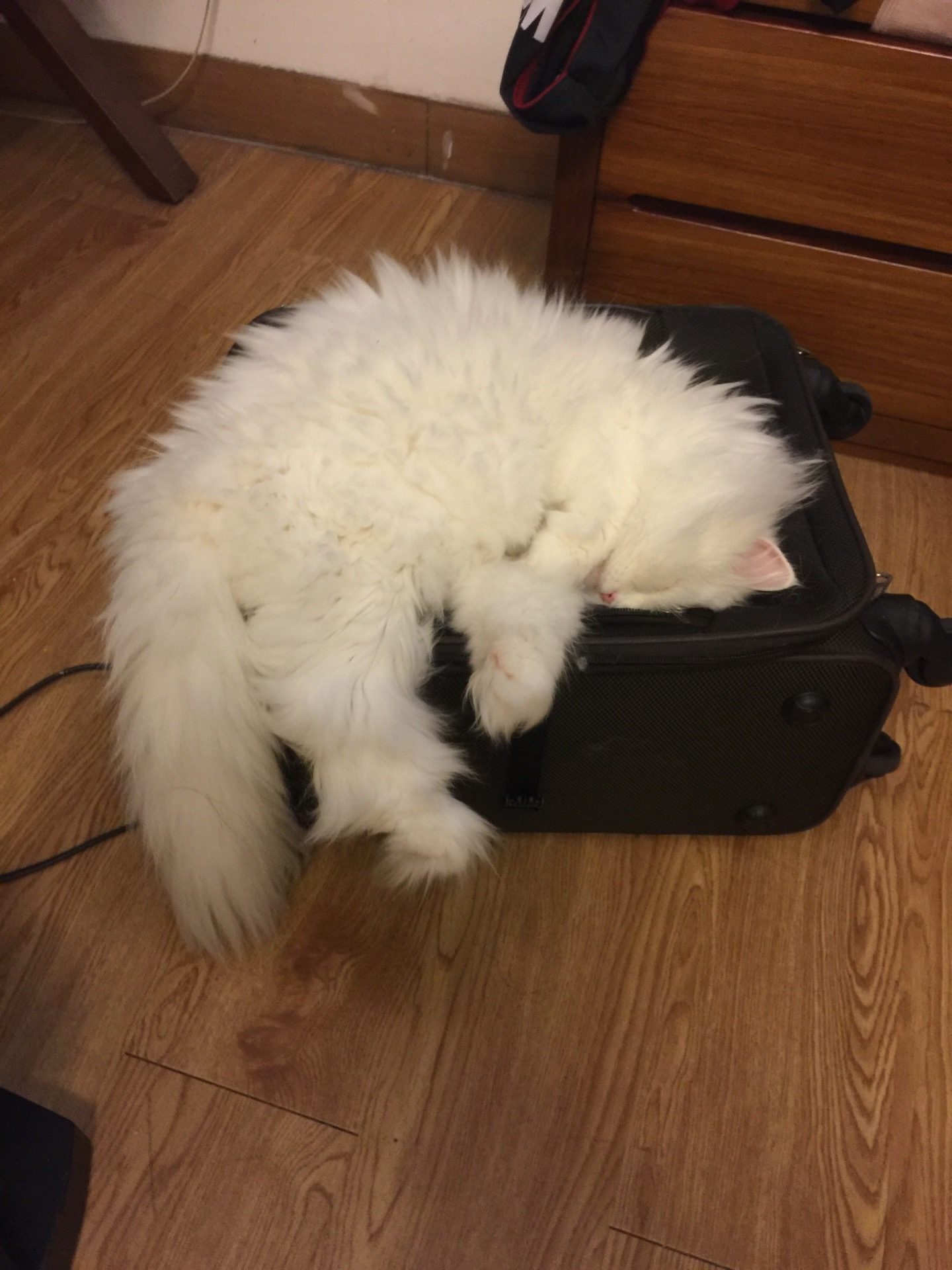 Apakah seekor kucing memiliki 7 atau 9 nyawa? - Quora