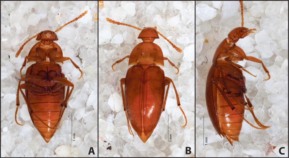 Berapa banyak mata yang dimiliki serangga? - Quora