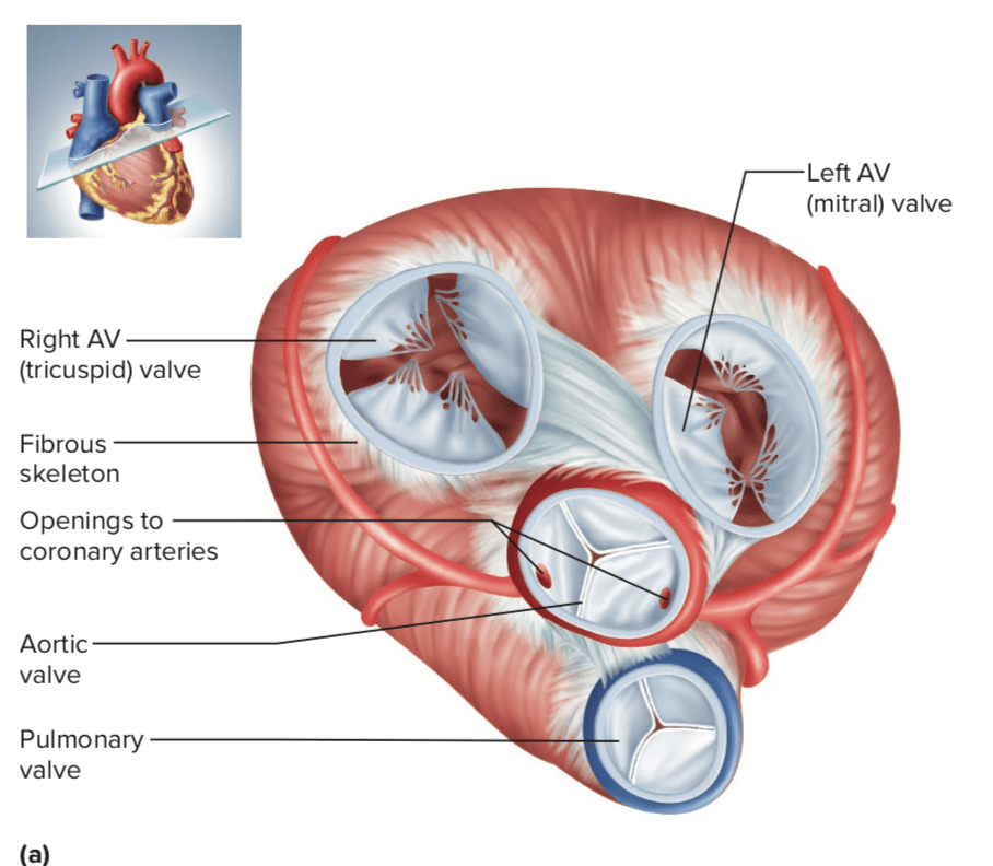 Mengapa disebut katup trikuspid? - Quora