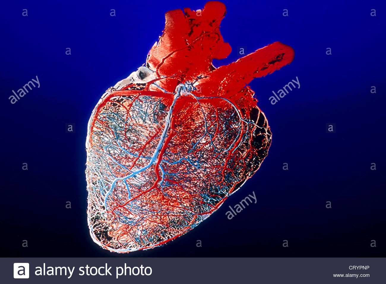 Berapa banyak pembuluh darah di hati manusia? - Quora