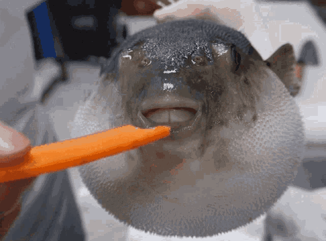 Apakah ikan buntal makan wortel? - Quora