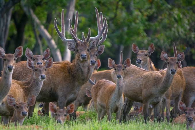 Apa perbedaan Rusa, Antilop dan Kijang ? - Quora