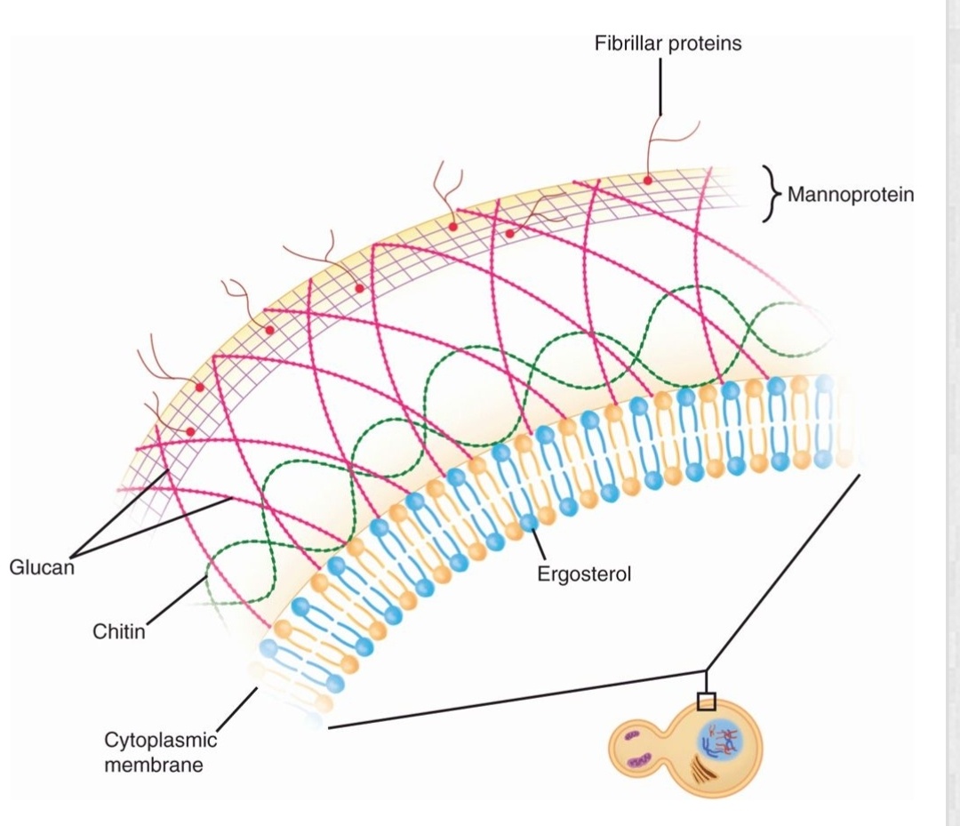 Mengapa dinding sel jamur mengandung kitin? - Quora