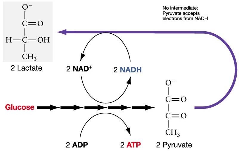 Apa yang dimaksud dengan &lsquo;ATP&rsquo;, &lsquo;ADP&rsquo;, dan &lsquo;Pi&rsquo;? - Quora