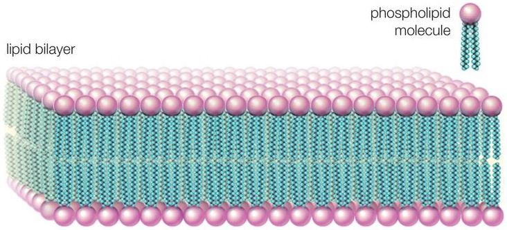 Apa perbedaan antara Bilayer Fosfolipid dan Bilayer Lipoprotien? Apakah  mereka hal yang sama? - Quora