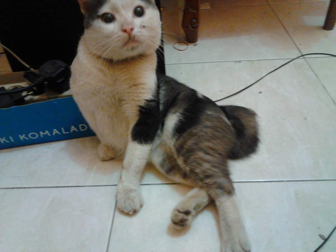 Pernahkah kucingmu lumpuh secara tiba-tiba? - Quora