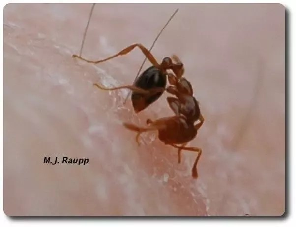 Apakah kembang api merupakan cara yang efektif untuk membasmi semut api? -  Quora