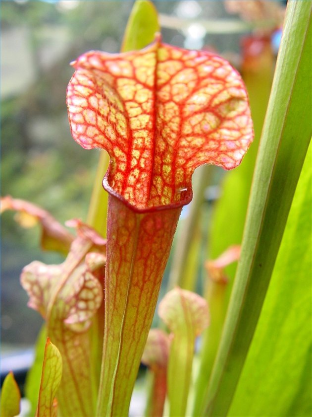 Bagaimana cara tumbuhan kantong semar beradaptasi dengan lingkungannya? -  Quora