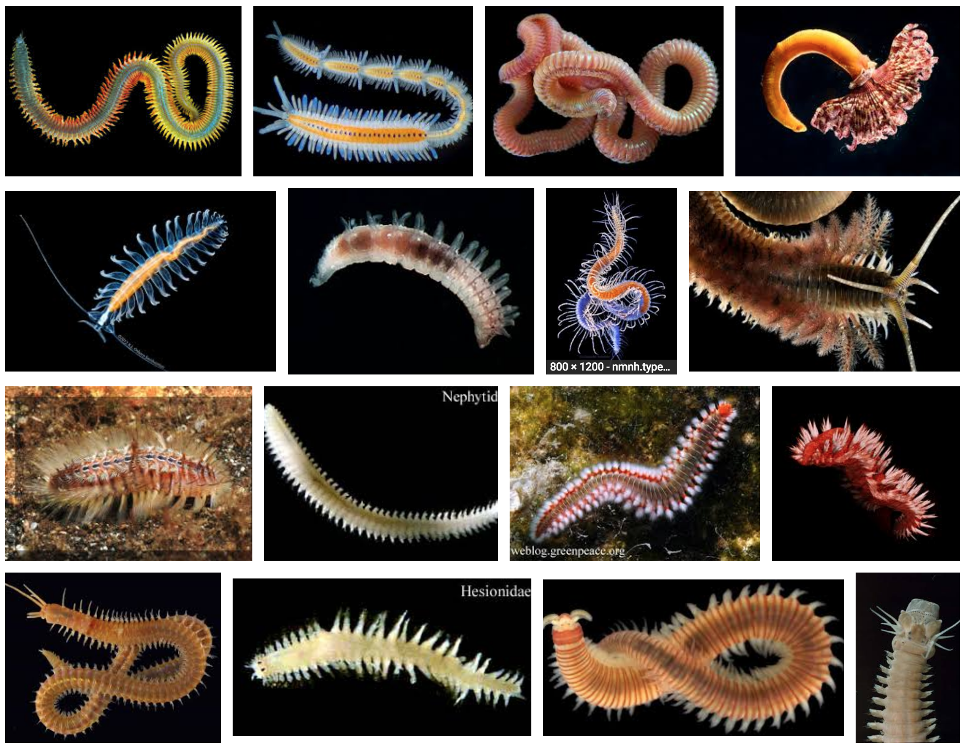 Apa fungsi parapodia pada annelida? - Quora