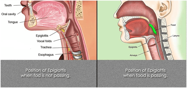 Bagaimana tubuh kita tahu menelan cairan dan makanan ke kerongkongan (dan  bukan tenggorokan) 99% dari waktu? - Quora
