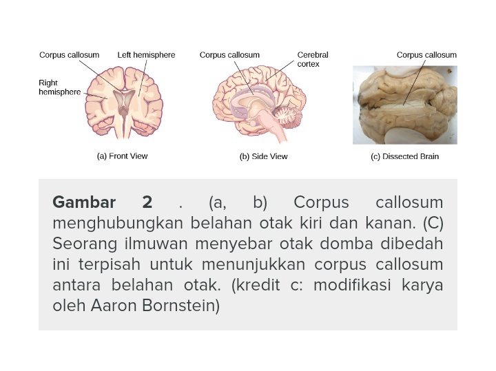 Apakah sebaiknya manusia perlu memaksimalkan fungsi salah satu bagian otak  saja, atau harus menyeimbangkan keduanya? - Quora