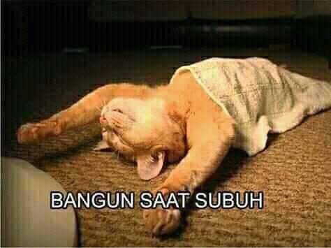 Adakah foto kucing yang ingin kamu bagikan hari ini, untuk membuat suasana  hatimu lebih baik? - Quora