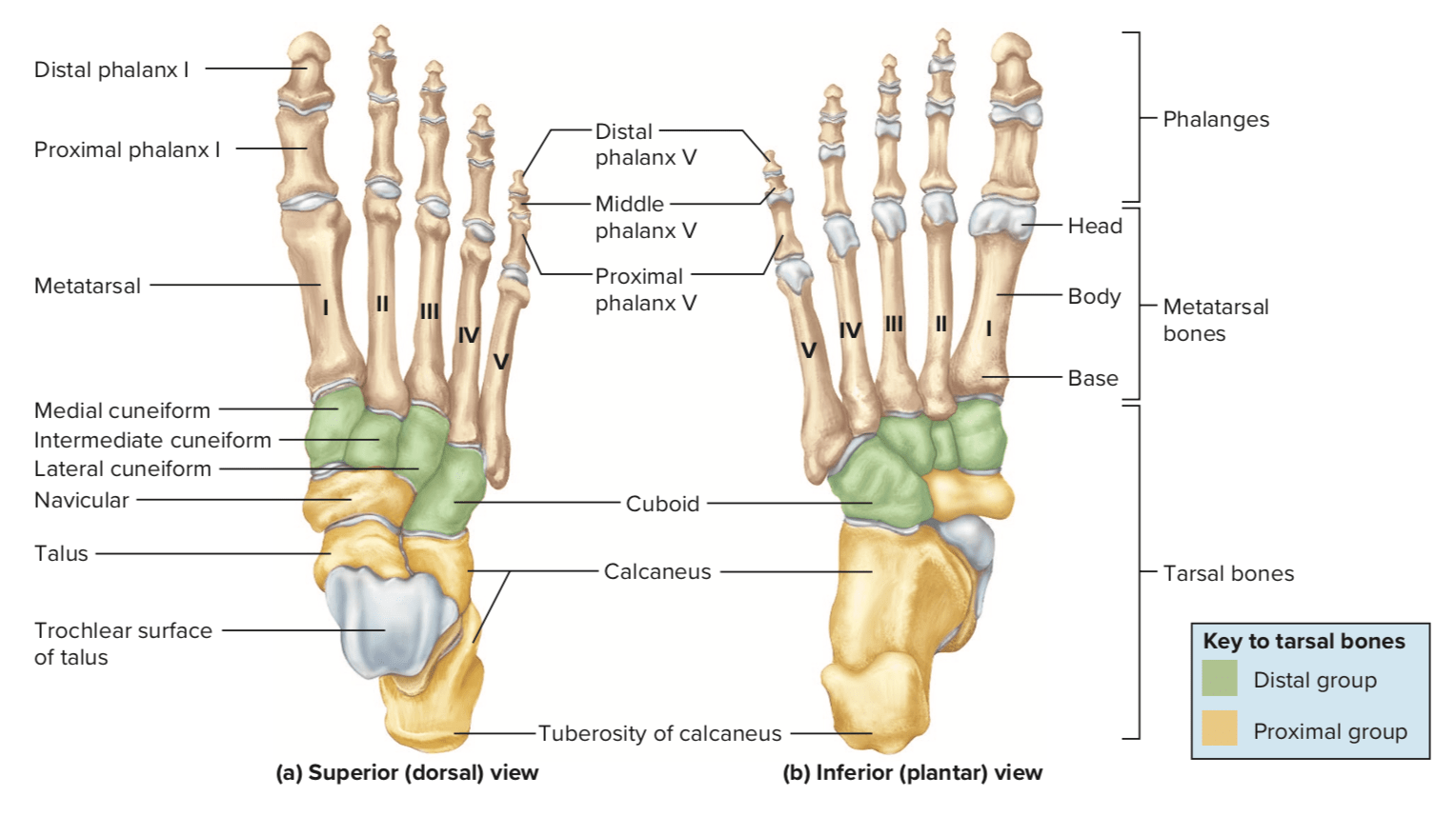 Jika Asosiasi Osteoporosis menyatakan bahwa kaki setiap orang terdiri dari  28 tulang tetapi sumber lain secara online menyatakan bahwa kaki setiap  orang terdiri dari 29 tulang, siapa yang Anda yakini lebih akurat