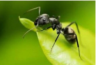 Bagaimana semut bisa mendeteksi adanya gula di suatu tempat? - Quora