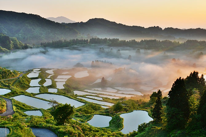 Mengapa rumput laut lebih populer di Jepang daripada di Amerika? - Quora