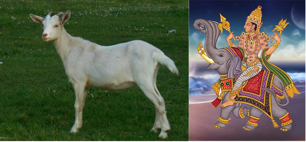 Mengapa Brihhardyanka Upanishad 3.9.6 mengatakan pengorbanan hewan? - Quora