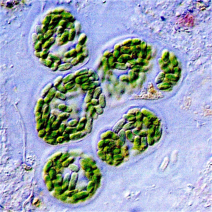Apa itu cyanobacteria? - Quora