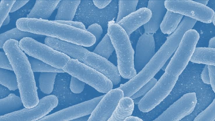 Seperti apa bakteri E. Coli di bawah mikroskop? - Quora