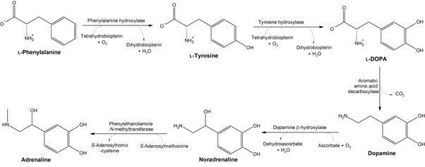Apa perbedaan antara epinefrin dan norepinefrin? - Quora
