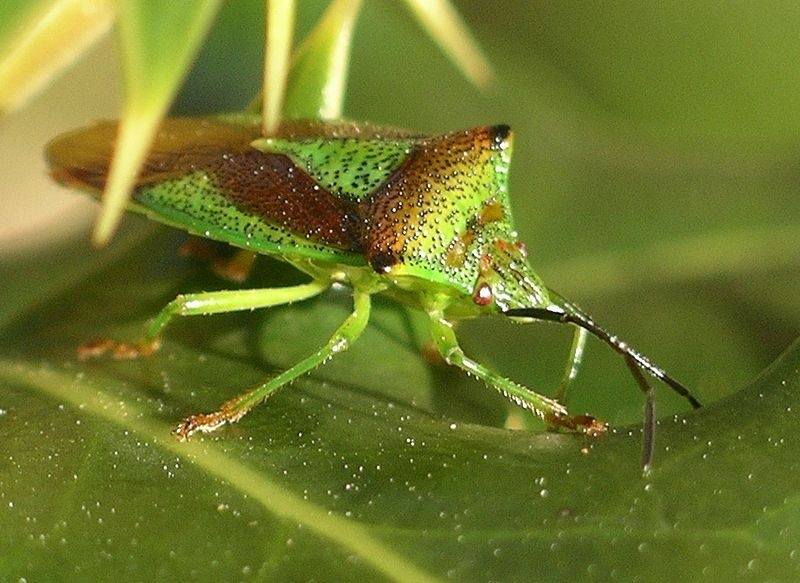 Apa perbedaan antara bug dan serangga? - Quora