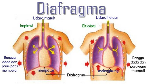 Mengapa orang bersin pasti matanya terpejam? - Quora