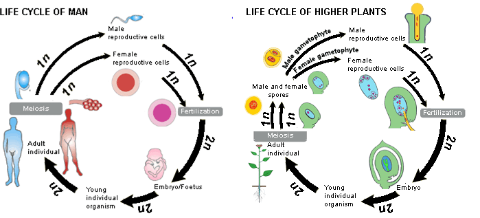 Apa perbedaan meiosis dan gametogenesis? - Quora