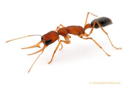 Apakah Ratu Semut memang terlahir sebagai ratu semut? Atau semua semut  dapat tumbuh menjadi ratu semut jika tidak ada ratu semut bertahta? - Quora