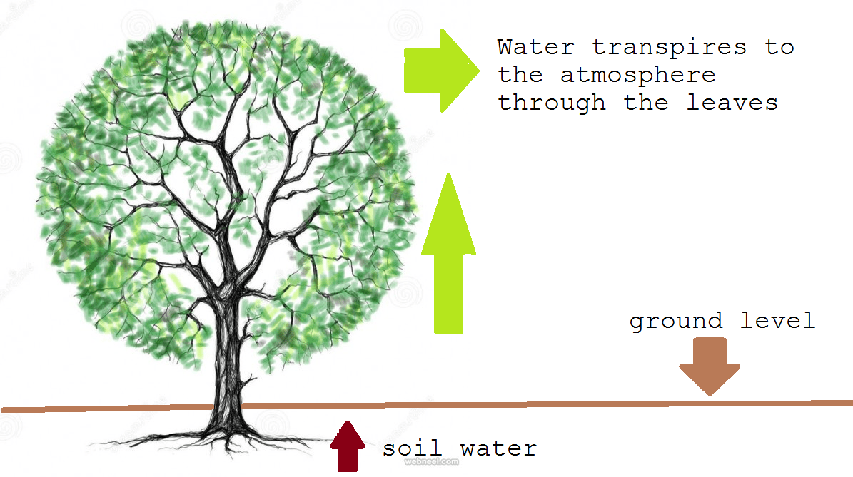 Apa yang dimaksud dengan transpirasi dalam biologi? Apa saja fungsinya? -  Quora