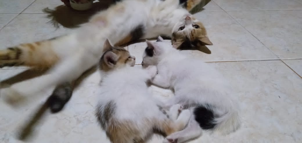 Bagaimana cara merawat kucing? - Quora