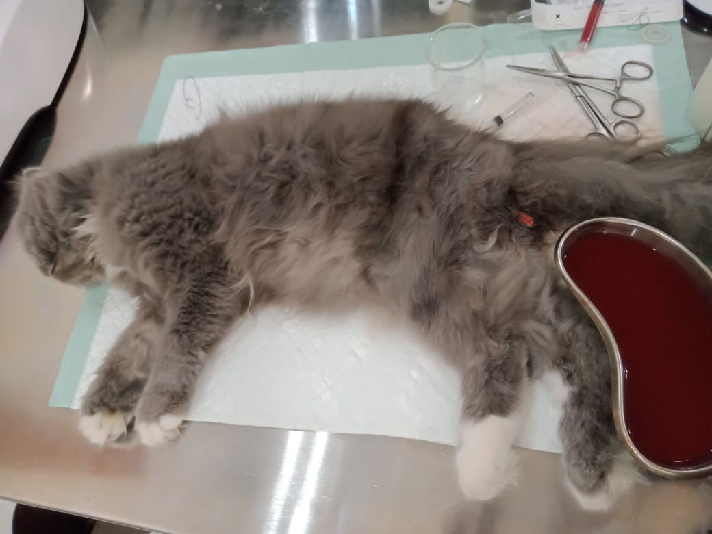 Bagaimana cara mengobati kucing yang kencing darah? - Quora